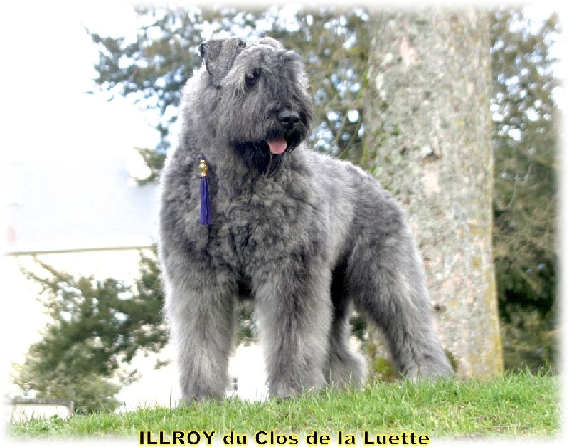 Illroy du Clos de la Luette