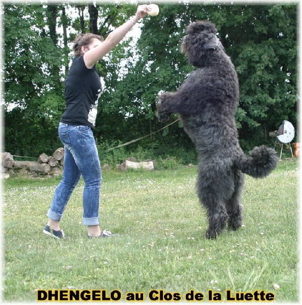 Dhengelo v.d vanenblikhoeve