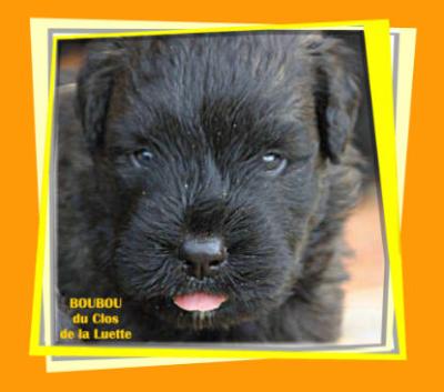 du Clos de la Luette - Bébés Bouviers des Flandres à réserver CHIOTS DISPO