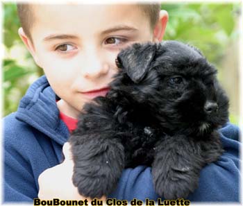 du Clos de la Luette - DISPO Bouvier des Flandres du Clos de la Luette