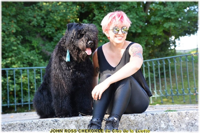 BOUVIER DES FLANDRES chiots DISPO 