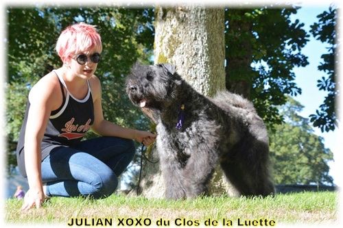 CHIOTS A RESERVER - BOUVIER DES FLANDRES dispo 