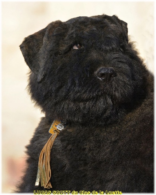 CHIOT BOUVIER DES FLANDRES DISPO - 