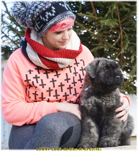 du Clos de la Luette - Chiots disponibles - Bouvier des Flandres