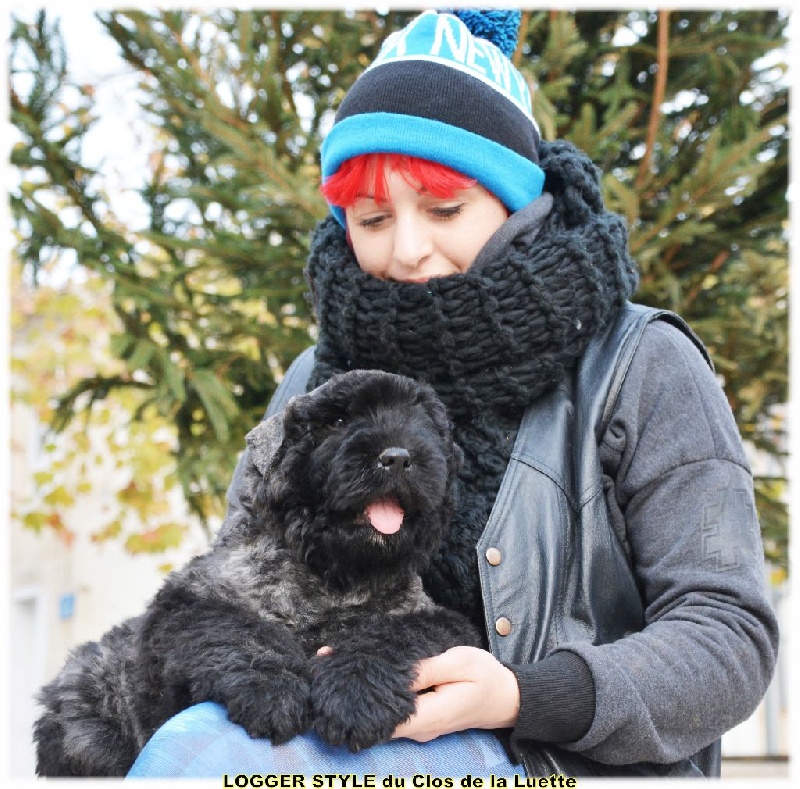 du Clos de la Luette - Chiots disponibles - Bouvier des Flandres