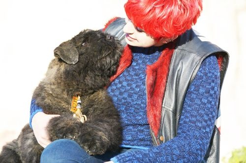 du Clos de la Luette - Chiots disponibles - Bouvier des Flandres