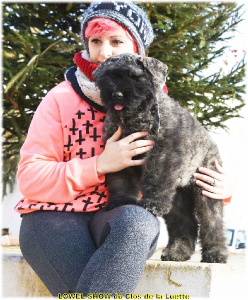 du Clos de la Luette - Chiots disponibles - Bouvier des Flandres