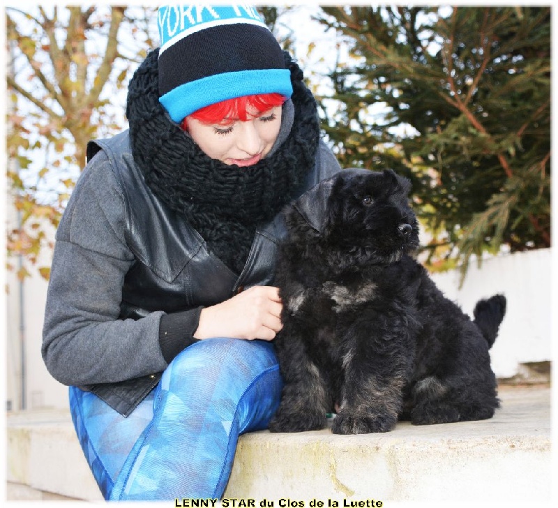 du Clos de la Luette - Chiots disponibles - Bouvier des Flandres