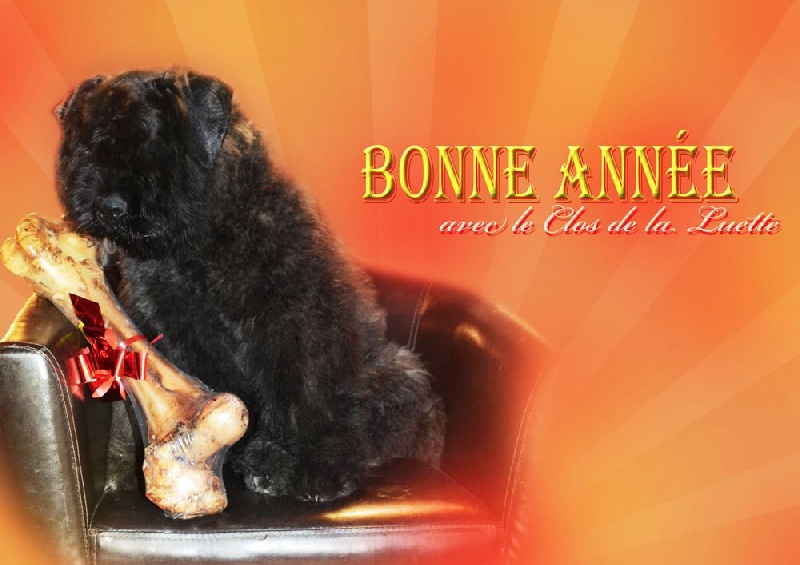 Chiot Bouvier des Flandres du Clos de la Luette