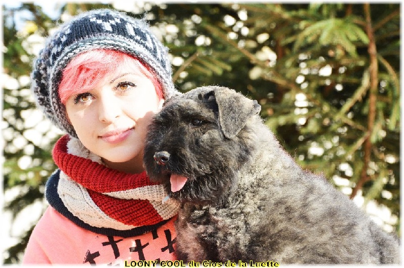 du Clos de la Luette - Chiots disponibles - Bouvier des Flandres