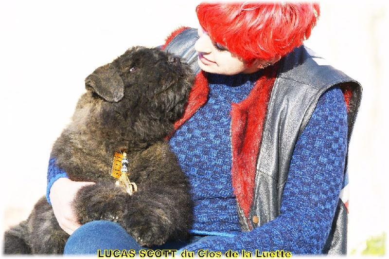 du Clos de la Luette - Chiots disponibles - Bouvier des Flandres