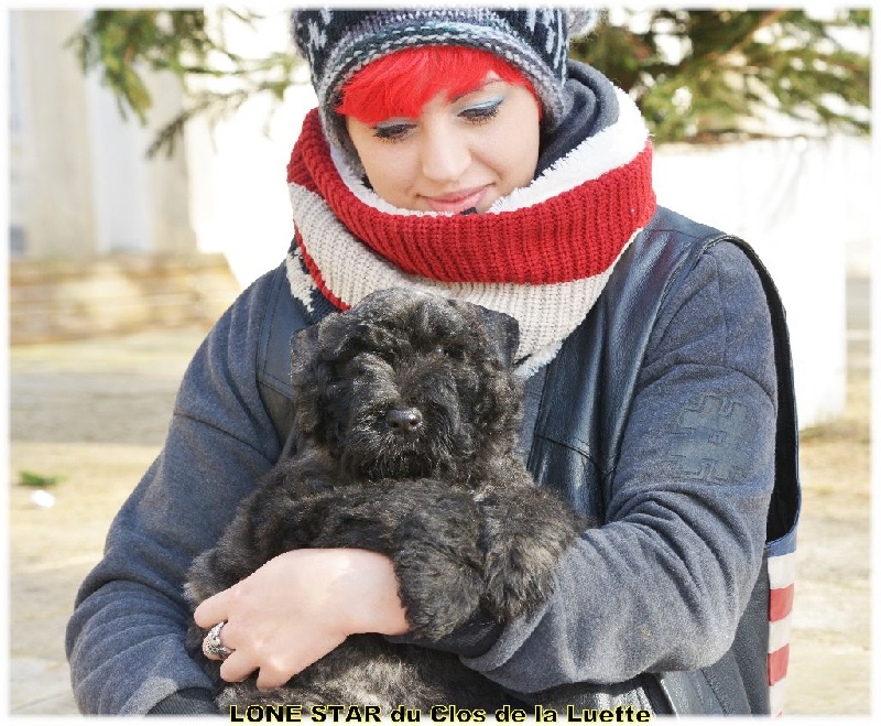 du Clos de la Luette - Chiots disponibles - Bouvier des Flandres