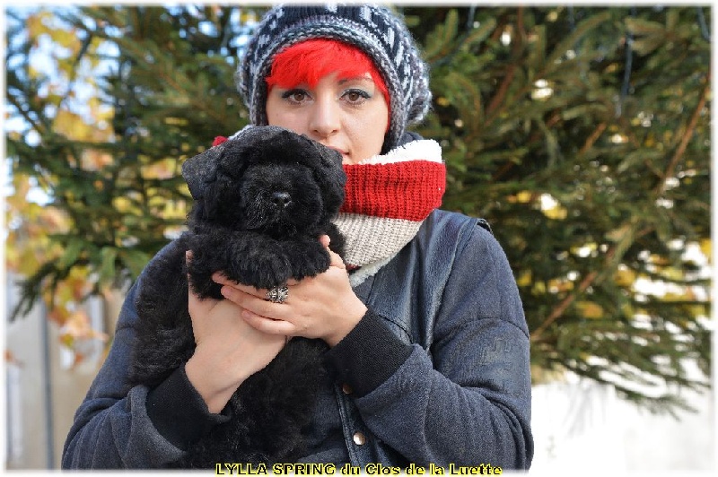 du Clos de la Luette - Chiots disponibles - Bouvier des Flandres