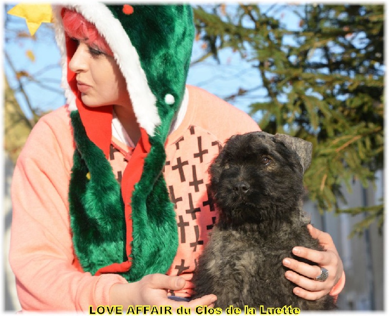 du Clos de la Luette - Chiots disponibles - Bouvier des Flandres